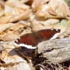 Camberwell beauty in Poland.