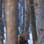 Elk in Poland.
