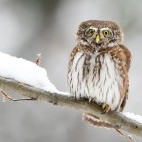 Eurasian pygmy owl in Poland