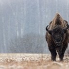 European bison in Poland.