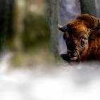 European bison in Bialowieza Forest, Poland.