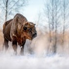 European bison in Bialowieza Forest, Poland.