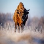 European bison in Bialowieza Forest, Poland.
