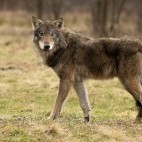 European wolf in Poland.
