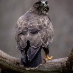 Golden eagle in Poland.