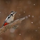 Great spotted woodpecker in Bialowieza Forest, Poland