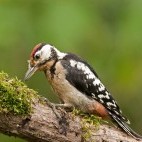 Great spotted woodpecker in Poland