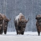 European bison in Bialowieza Forest, Poland