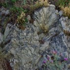 Gypsum swallow-tails in Ponidzie, Poland.