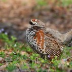 Hazel grouse