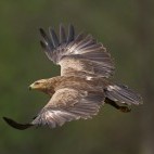 Lesser spotted eagle