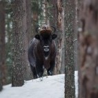 European bison in Poland