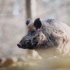 Wild boar in Poland