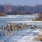 Mallards in Poland.