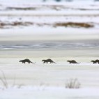 Otter family in Poland.