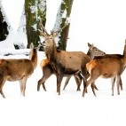 Red deer in Poland
