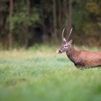 Red deer in Poland