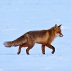 Red fox in Poland.