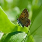 Violet copper in Poland.