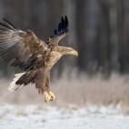 White-tailed eagle in Poland
