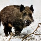 Wild boar in Bialowieza Forest, Poland.