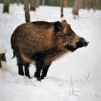 Wild boar in Bialowieza Forest, Poland