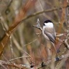 Willow tit in Poland.