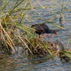 Purple swamphen and terrapin in Portugal.