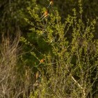 European bee-eaters on a tree in Alentejo.