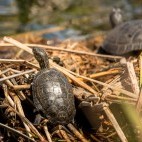 European pond terrapin in Alentejo, Portugal.