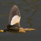 Little bittern in Alentejo, Portugal.