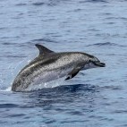 Atlantic spotted dolphin in the Azores