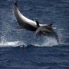 Common bottlenose dolphin in the Azores.