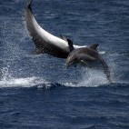 Common bottlenose dolphin in the Azores.