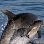 Common bottlenose dolphin in the Azores