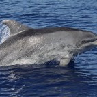 Common bottlenose dolphin in the Azores