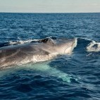 Fin whale in the Azores
