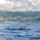 Pilot whale in the Azores