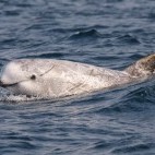 Risso's dolphin in the Azores