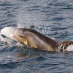 Risso's dolphin in the Azores