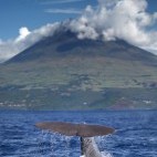 Sperm whale with Volcano Pico in the background in the Azores