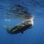 Sperm whale in the Azores