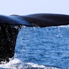 Sperm whale tail in the Azores