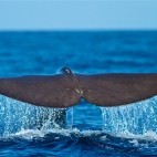 Sperm whale tail in the Azores