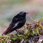 Black redstart in Portugal.