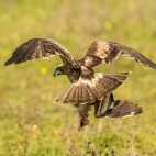 Booted eagle in Portugal.