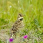 Calandra lark in Portugal.