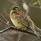 Cirl bunting in Portugal.