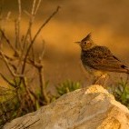 Crested lark in Portugal.