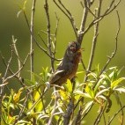Dartford warbler in Portugal.